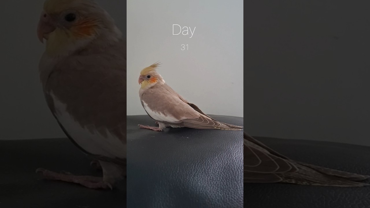 Growing of a baby cockatiel 💓 #cutebaby #birds #babycockatiel #baby