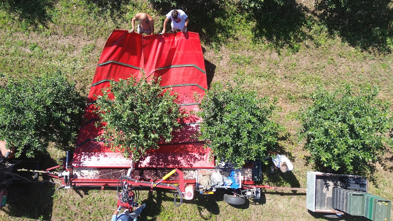 Berba višanja u zaječarskom kraju
