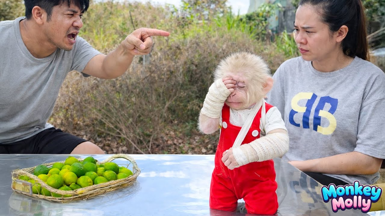 Monkey Molly’s Sad Moments When Dad Scolds Mom About Her Safety