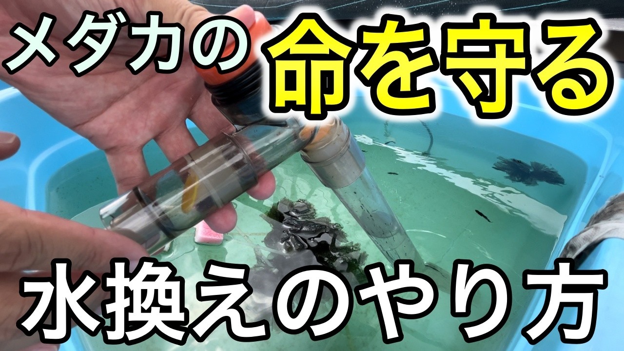 メダカを死なせない水換えのやり方！全換水と部分換水それぞれ解説します
