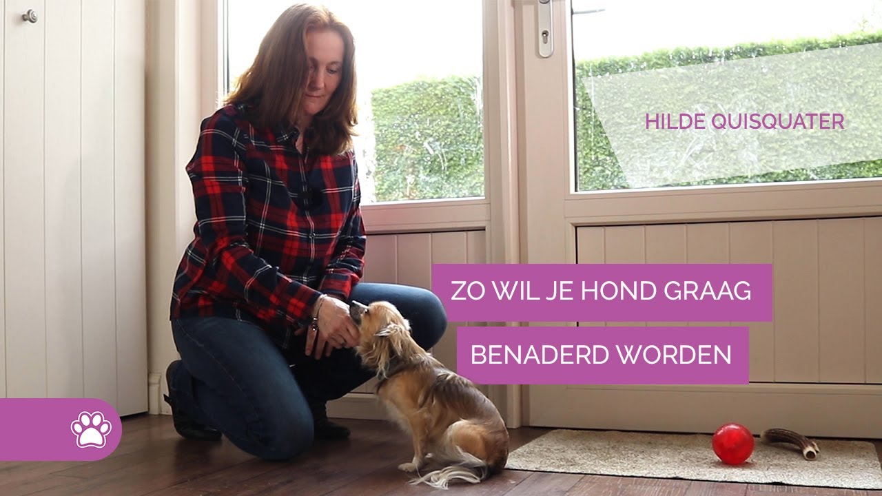 Zo benader je een hond - Hondengedrag #3