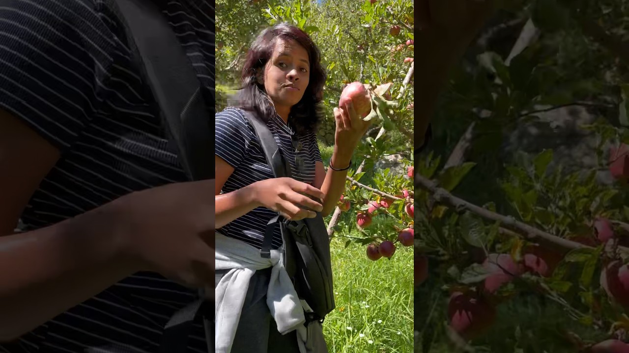 Have you ever tried plucking apples ? 🍎🏃&zwj;♀️