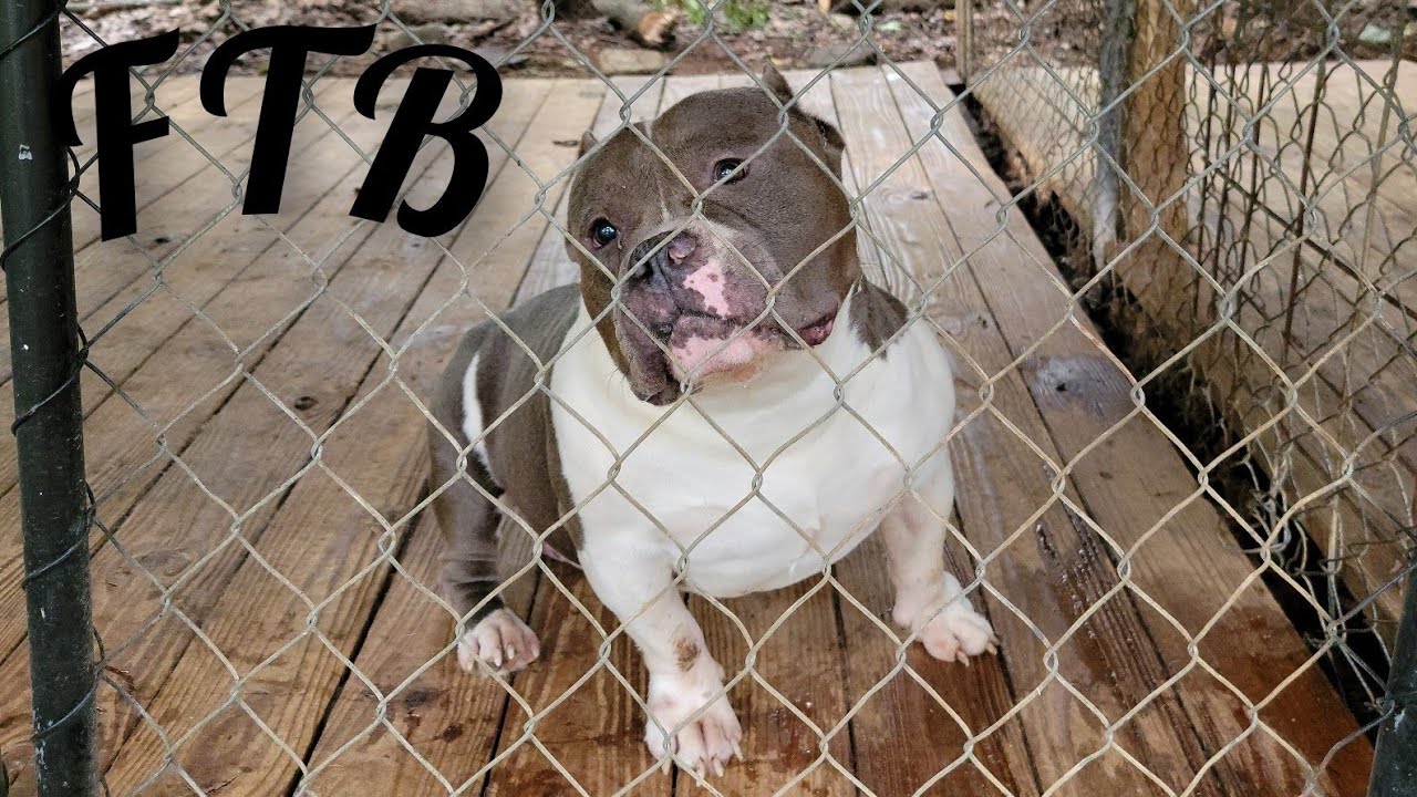 American Bully Kennel: update