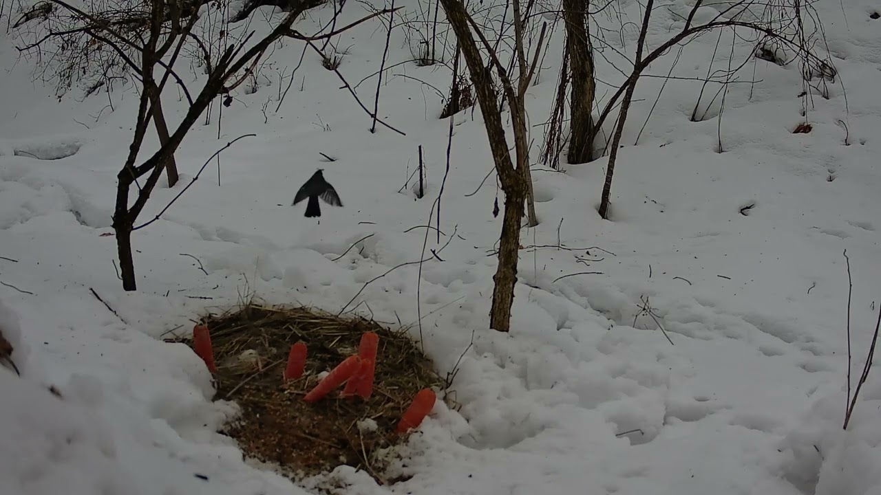 Daylong Bird Activity, Chernihiv, Ukraine, 26.02.2026, Part 1