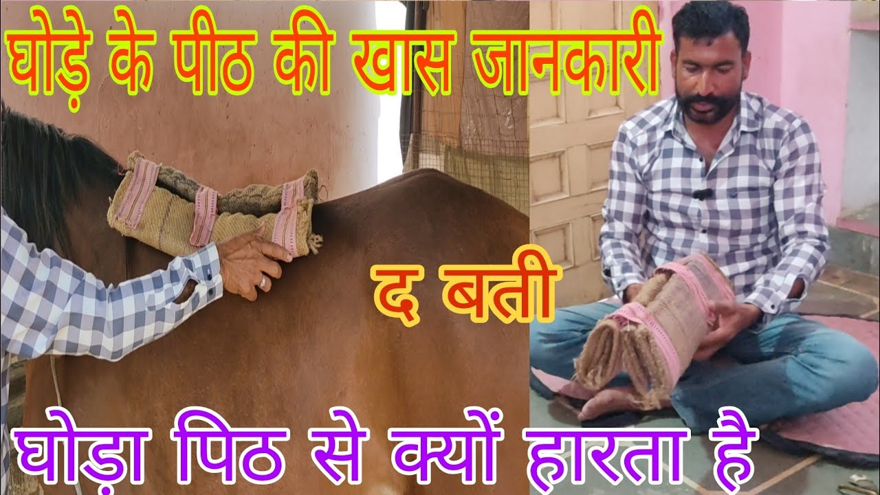 घोड़ों कि ट्रेनीग में पिट कमजोर क्यों होती है तो देखिए 
