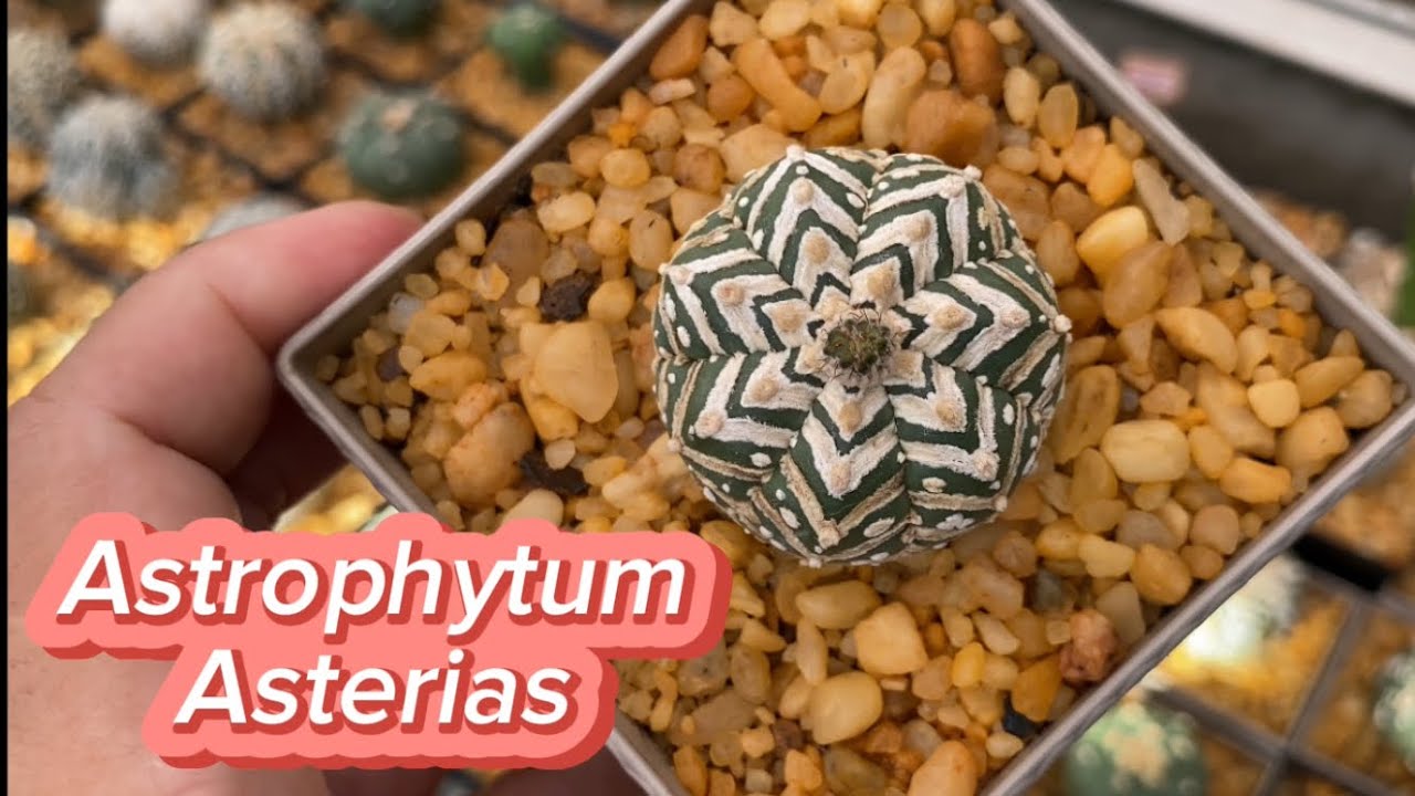Minha Coleção de Astrophytum Asterias.