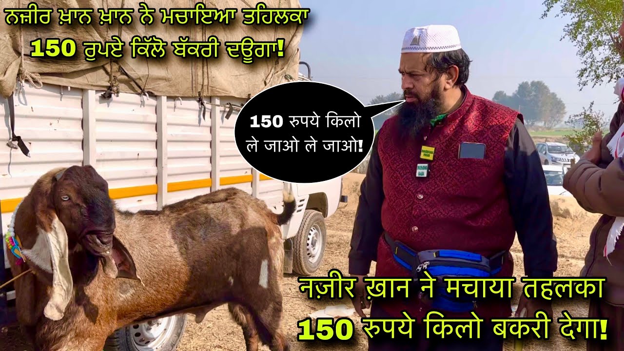 नज़ीर ख़ान ने मचाया तहलका 150 रुपये किलो बकरी देगा! #live_sauda @farmingbaba tungwali bakri bazar