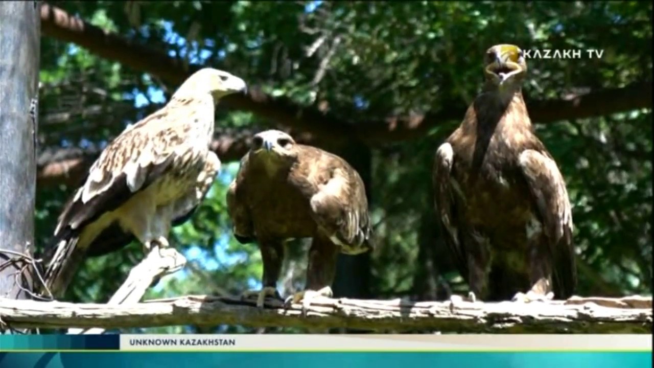 Unknown Kazakhstan №5 (18.06.2017) - Kazakh TV