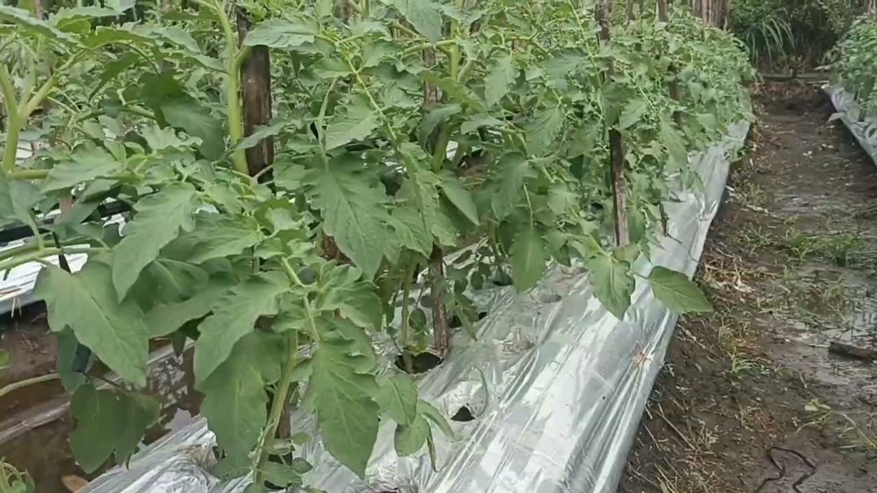 Mencegah Gemini virus dan karak daun pada tomat(penyemprotan ke 11)