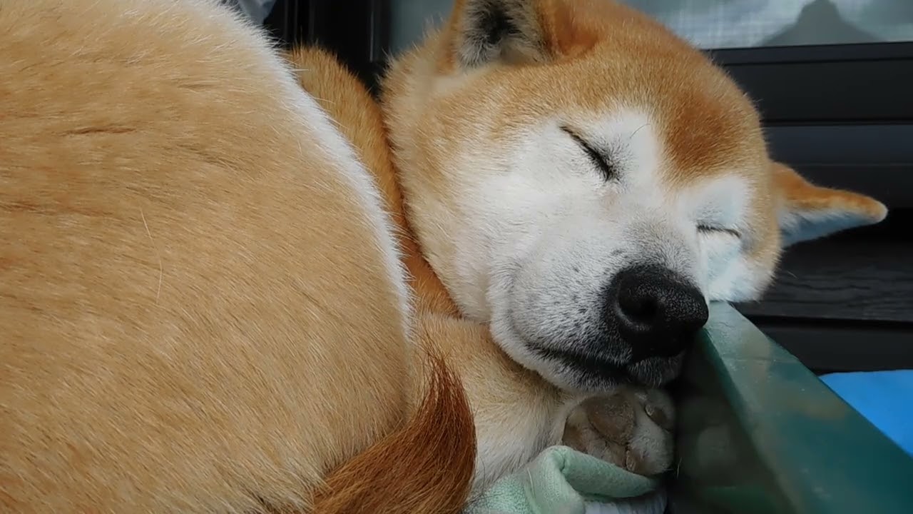 動かない動画😁１分１５秒間耐えられますか😂👍💚