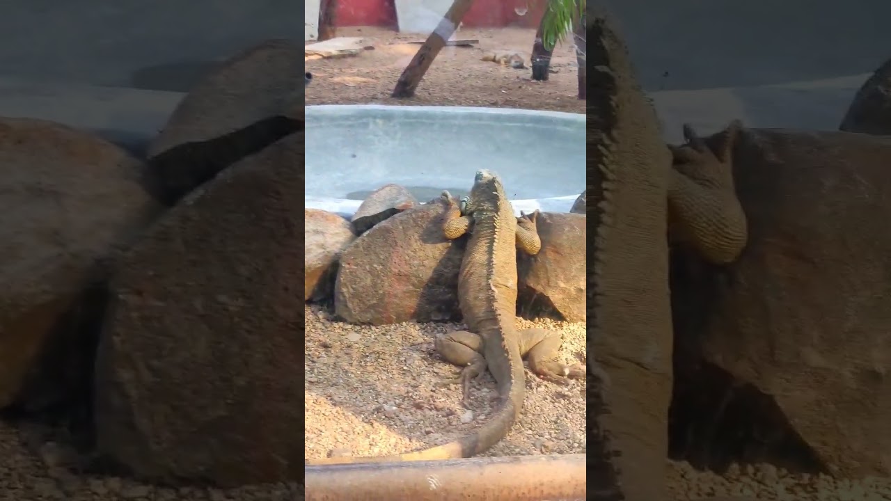 Nehru Zoo Park#shorts#youtubeshorts#ytshorts#hyderabad#zoo#viral#short#shortsfeed