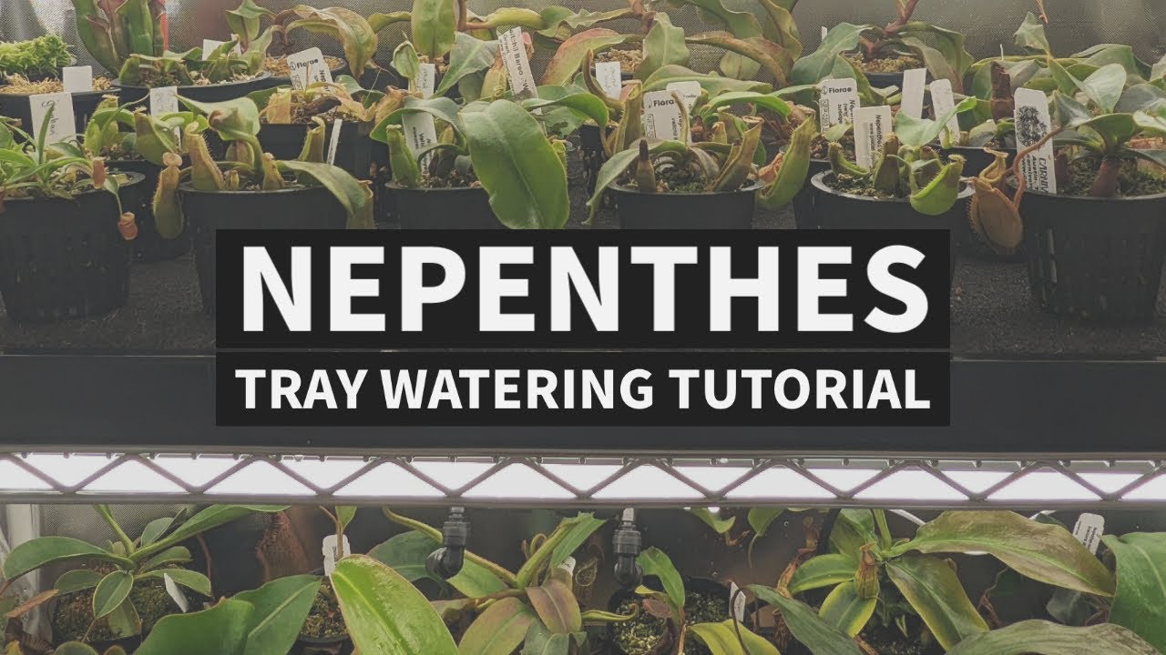 Nepenthes Tray Watering Tutorial