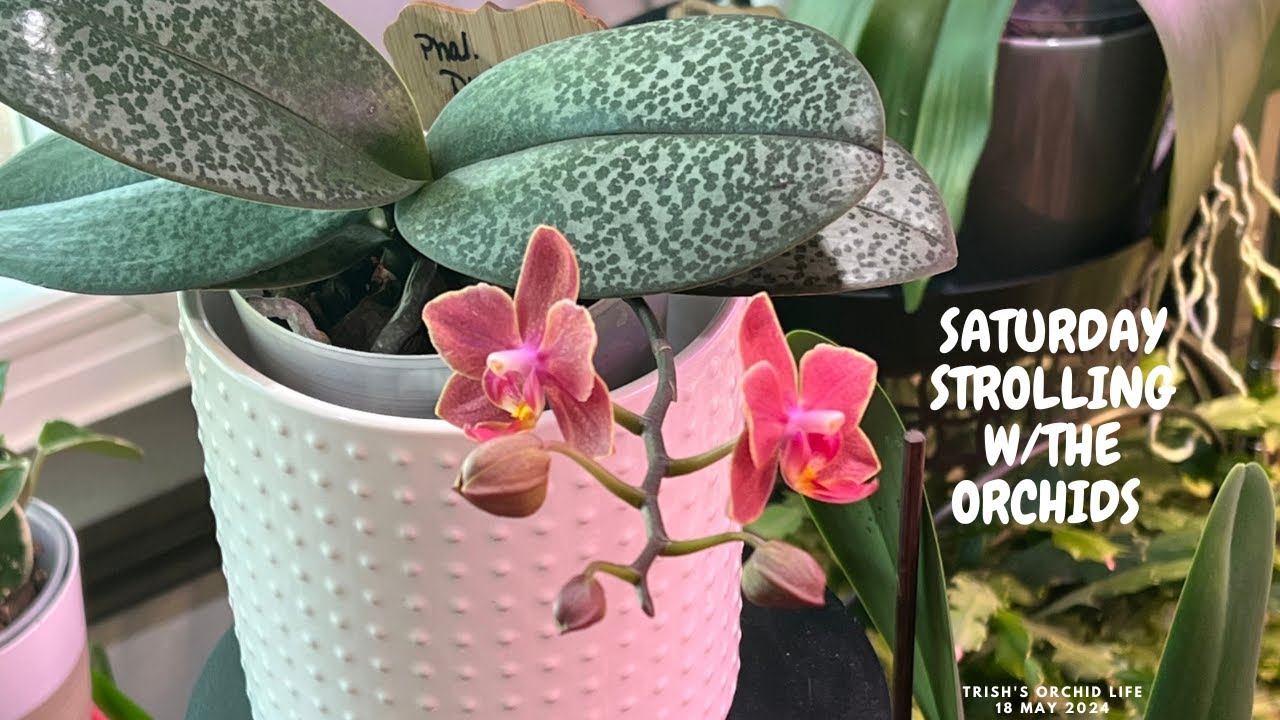 Saturday Strolling with the Orchids 18 May 2024 Saturday Strolling