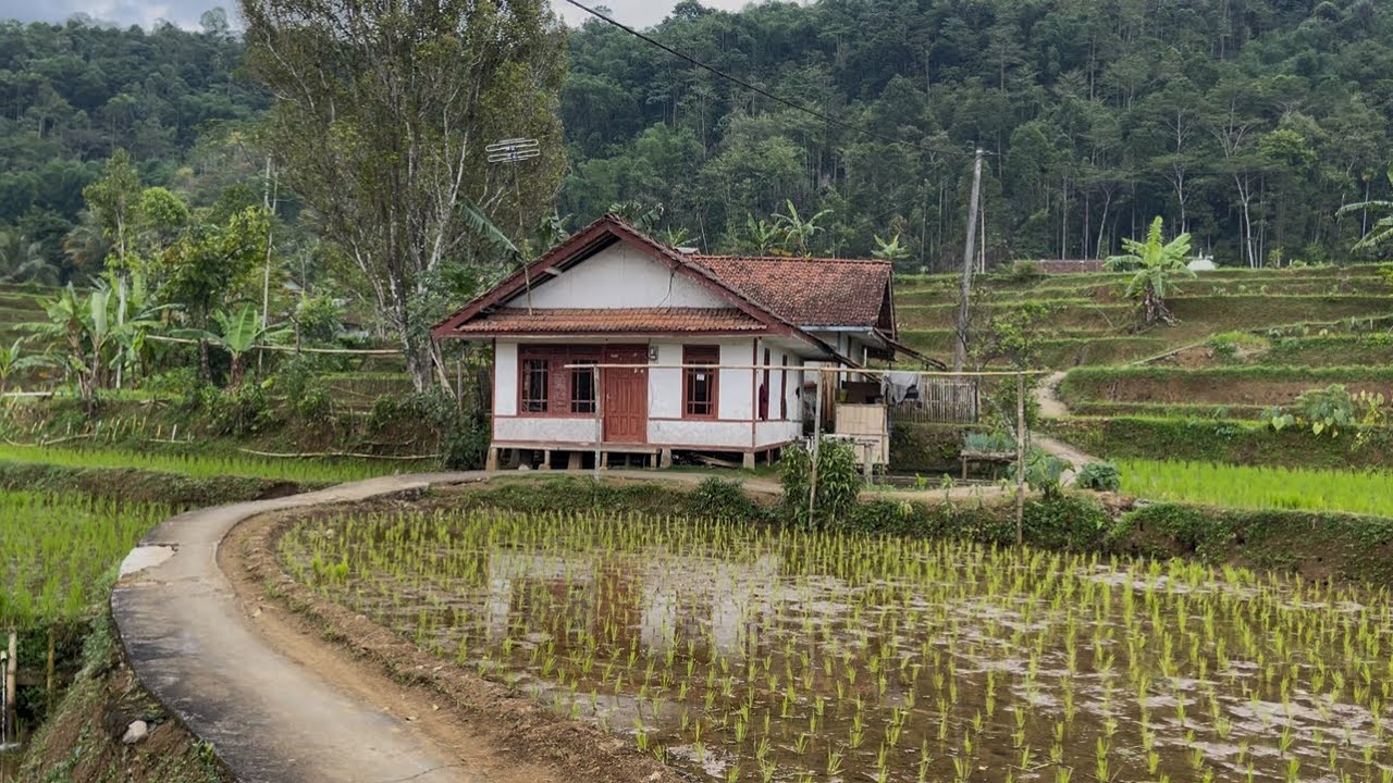 Sore yang Damai di Desa | Suasana Asri & Tenang