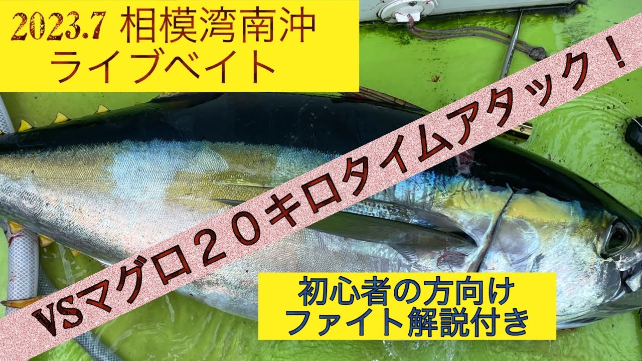 ライブベイトでキハダマグロ！好調の波に乗り遅れるな(´∀｀)