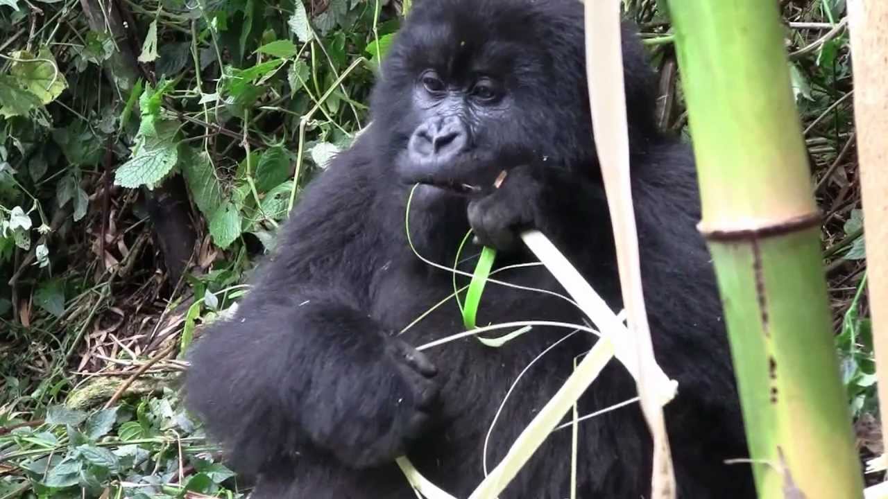 Mountain Gorillas in Rwanda