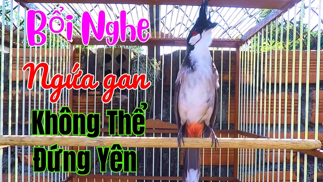 Chào Mào Kích Bổi Lên Lửa!.. Luyện Chào Mào Hót Đấu - Chào Mào Kích Trống Hót Căng Lửa. chào mào đấu