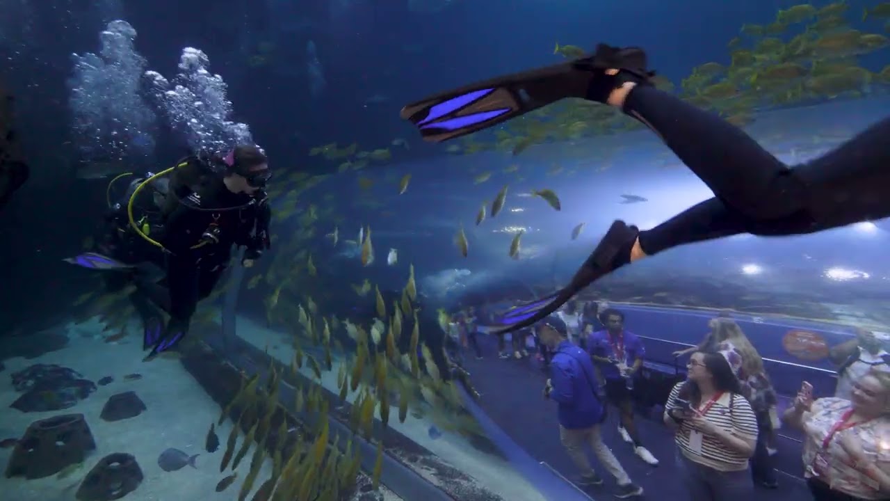 Georgia Aquarium Dive 2025