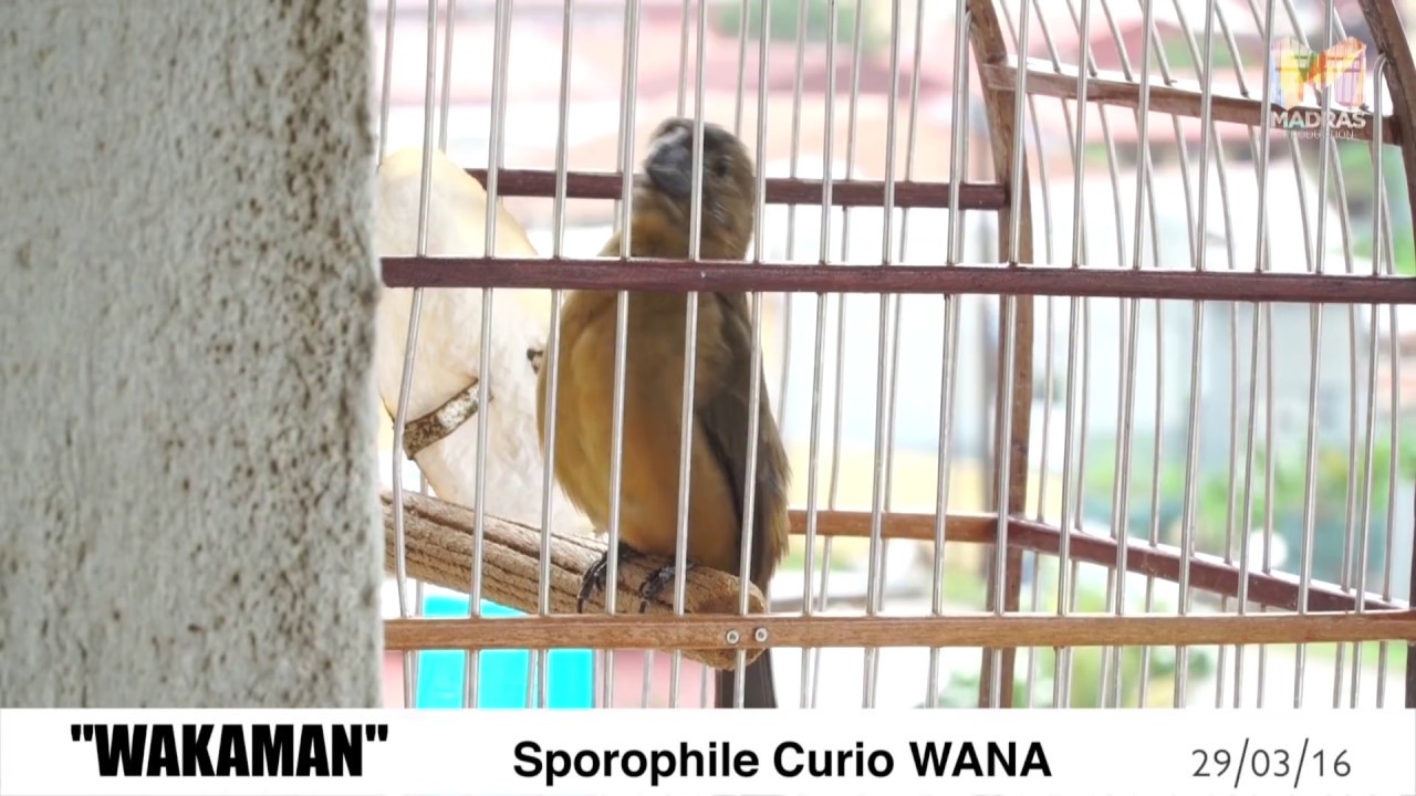 #curioandco - CURIO / PICOLET - Chant Wanakreek, Suriname - 