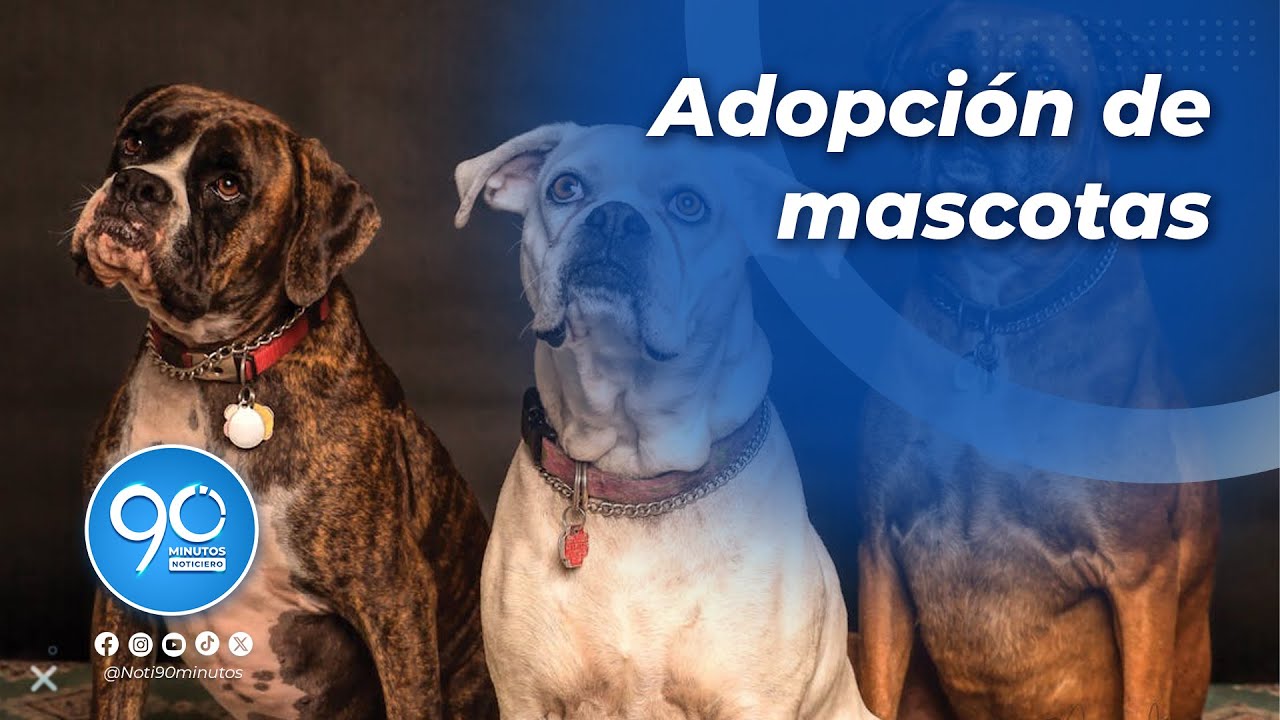 Paraíso de la mascota: Una oportunidad de vida para los pequeños de cuatro patas