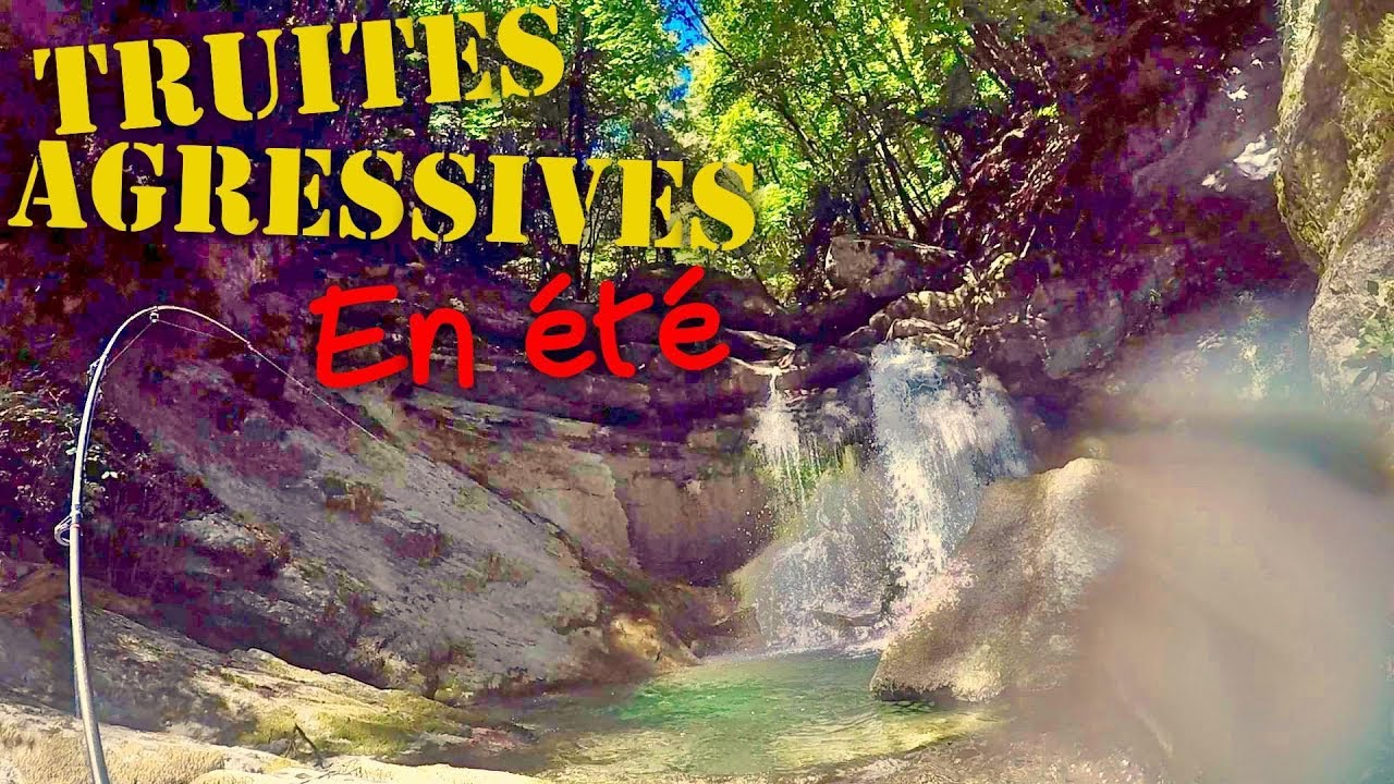 Les TRUITES Très AGRESSIVES d'un Superbe Torrent Alpin en Été ! PÊCHE NO KILL