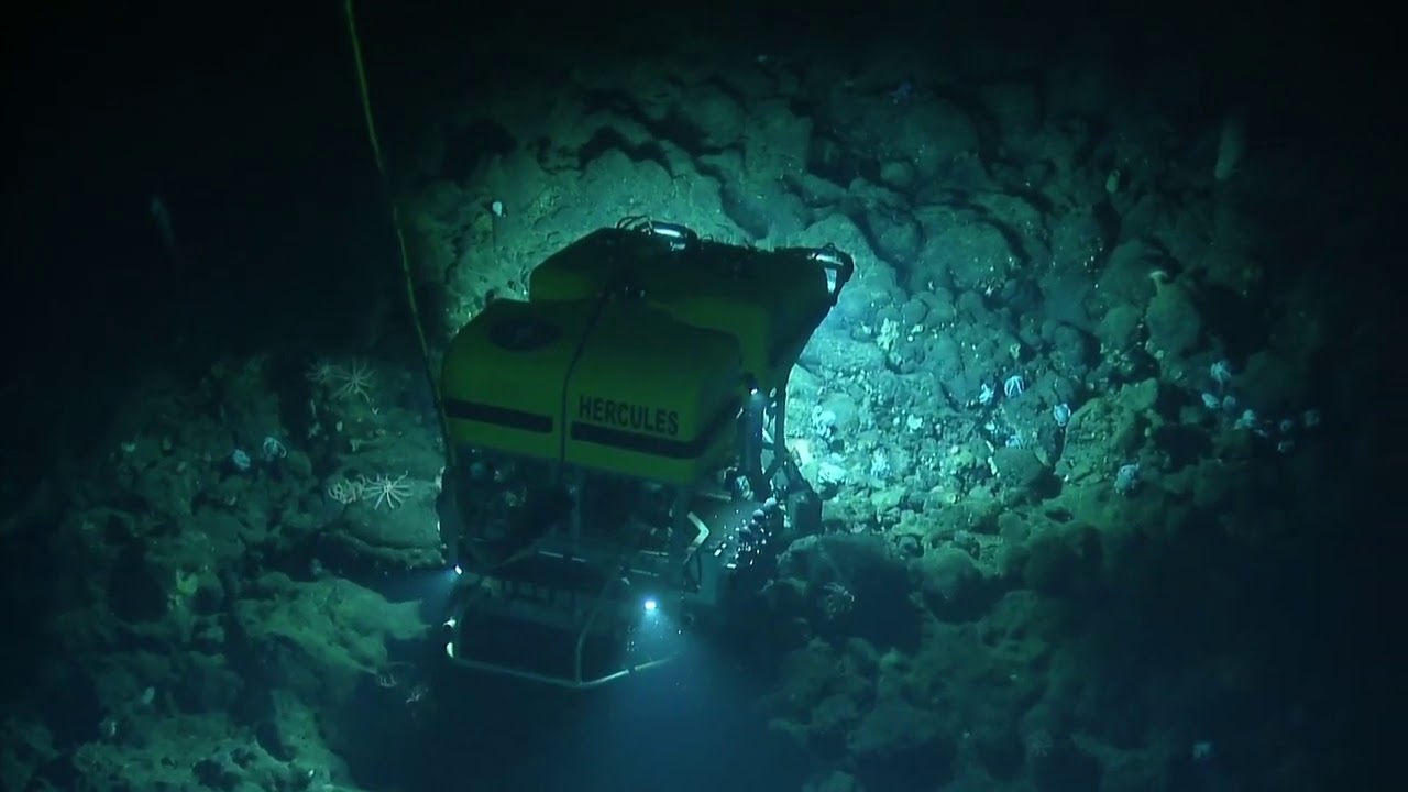 Octopus Wonderland: Return to the Davidson Seamount | Nautilus Live