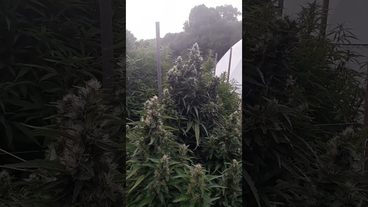 Iranian Old School Hash Plants can get pretty freaky!