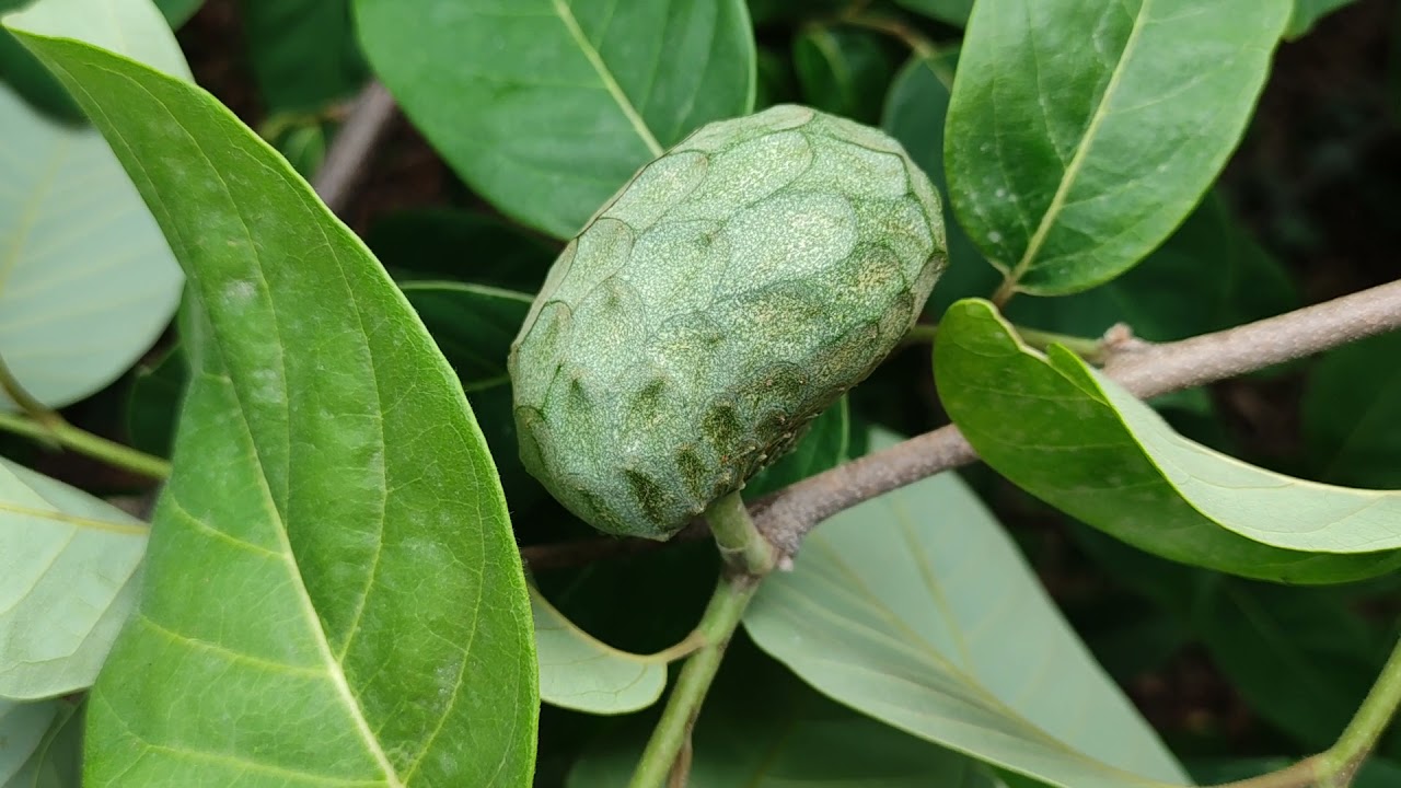 Cherimoya (Annona cherimola) fruiting in S France without protection