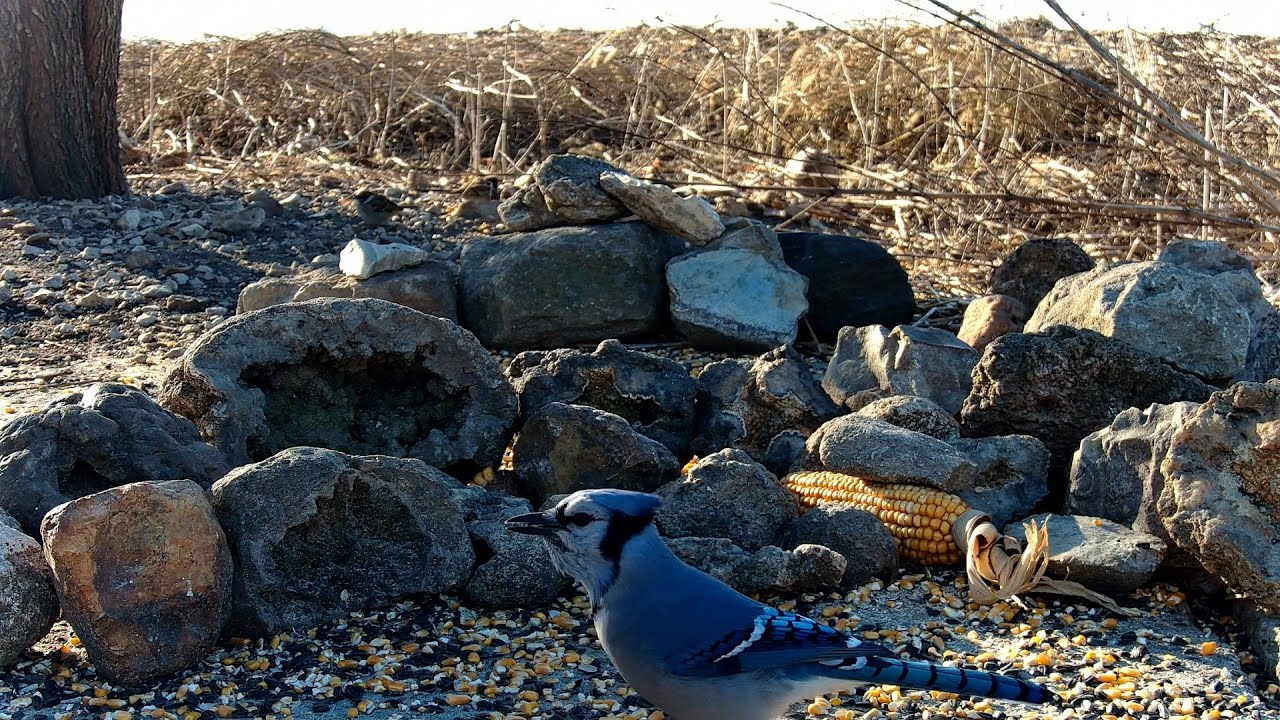 Bird Feeder 01-21-2026
