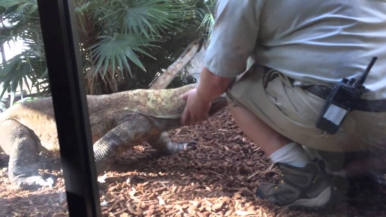 Viscous Komodo Dragon vs. Human