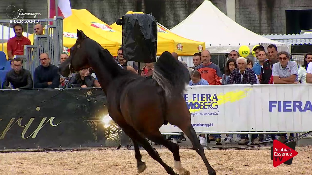 Bergamo 2017 - Royal Colors presentation