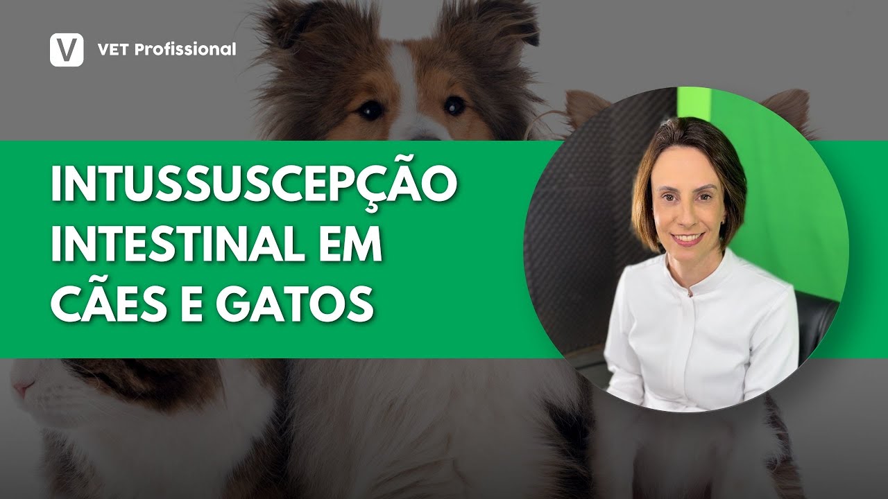 Patogenia da Intussuscepção Intestinal em cães e gatos