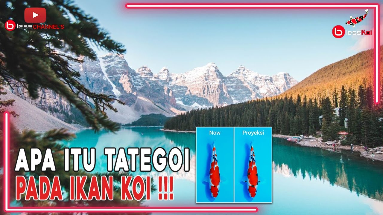 APA ITU TATEGOI PADA IKAN KOI ❗❗❗