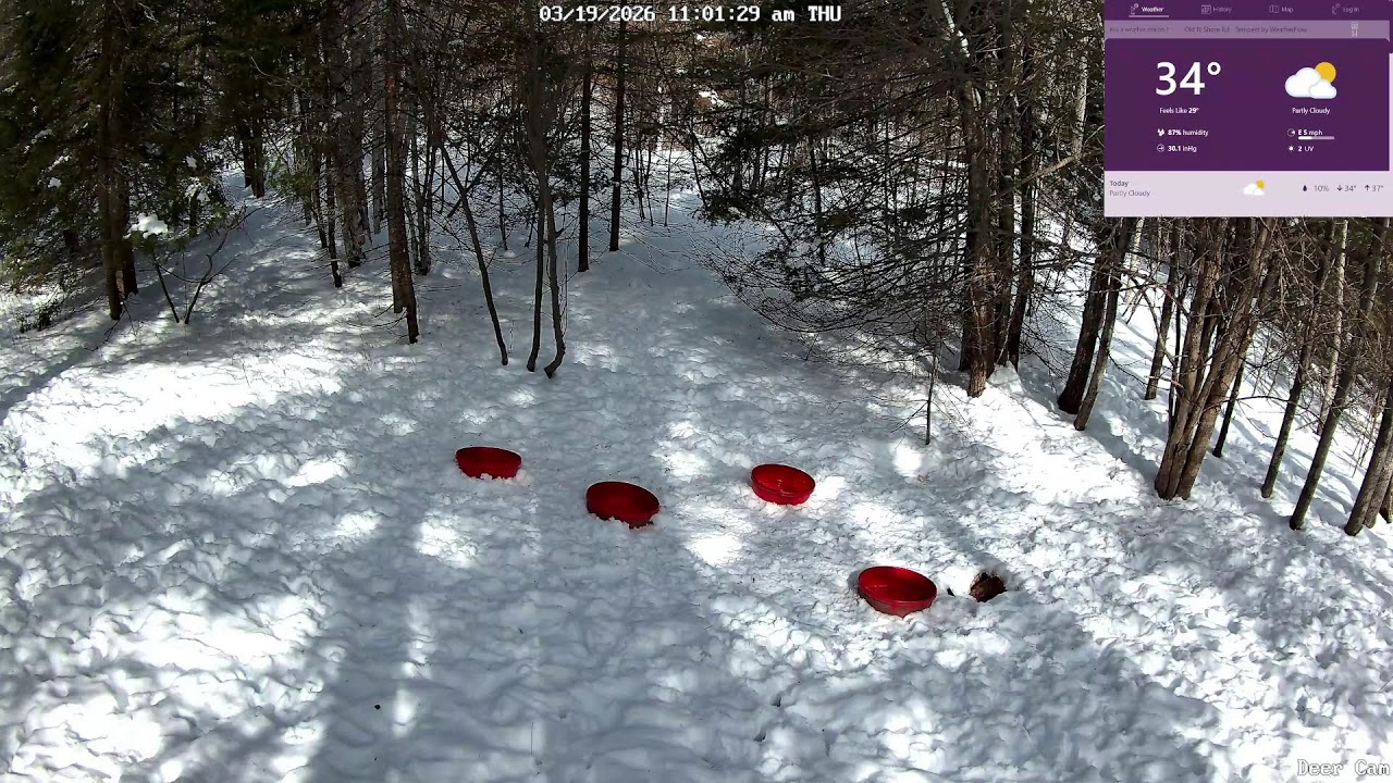 North Shore WildlifeCam
