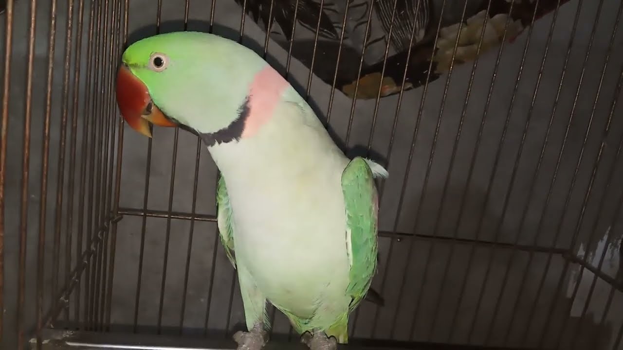 Max is my baby \parrot wow amazing beautiful \wonderful \king \good \parrot \wow king bird