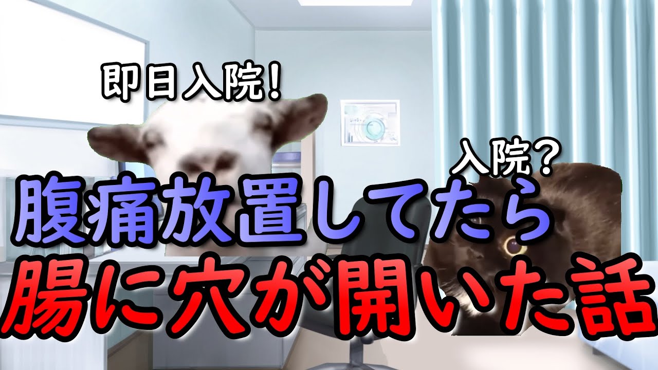 【猫ミーム】腸に穴が開いた話