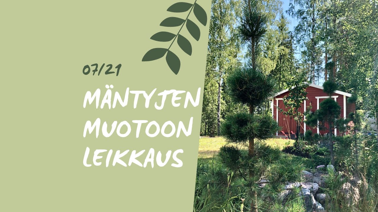 MÄNTYJEN KESÄLEIKKAUS 🌞 muotoon ohjaus japanilais henkeen