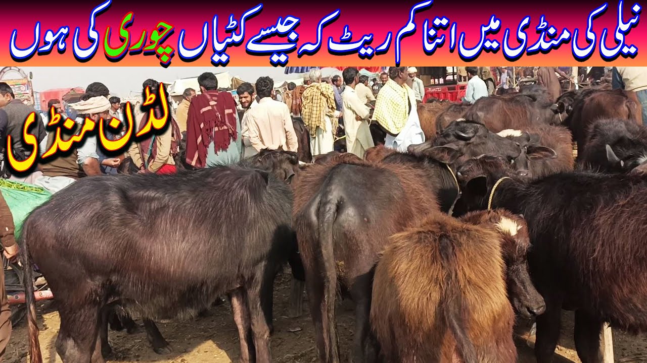 Nili Ki Kttion Jhotion ky Fresh Rat / Buffalo Market In Pakistan / Luddan Mandi.PK
