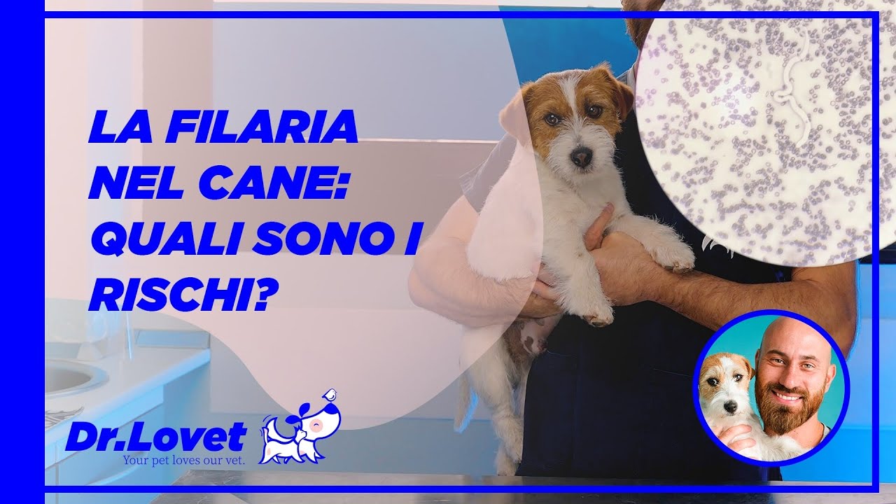 Filariosi nel Cane – Cosa Devi Sapere