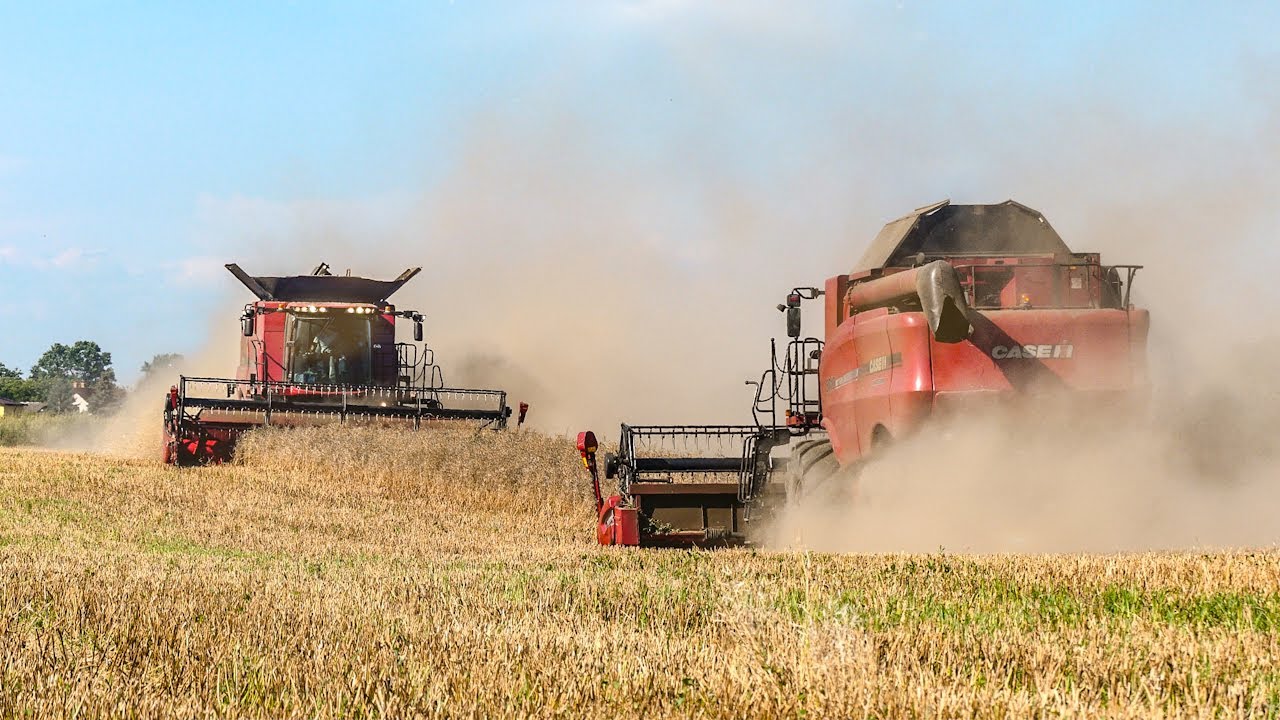 Żniwa Rzepaku 2020 - 2x Case Axial-Flow 6140, 8010