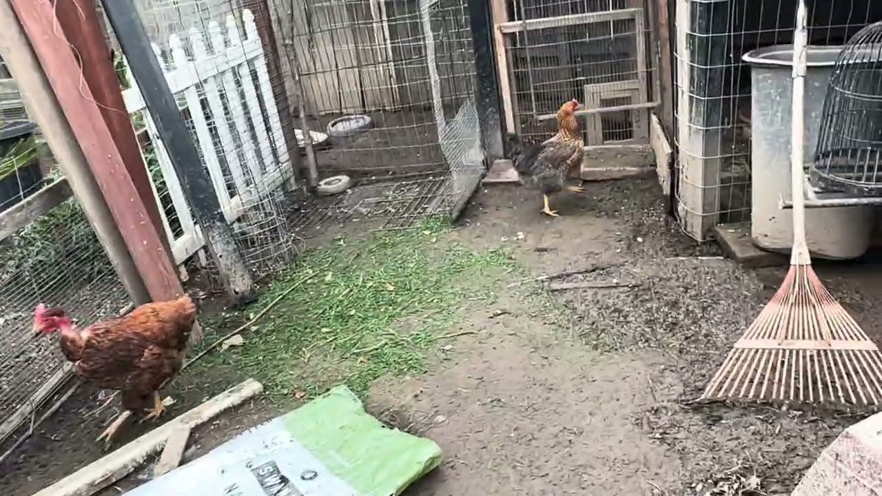 El este lo boy dejar para gallo de cria  