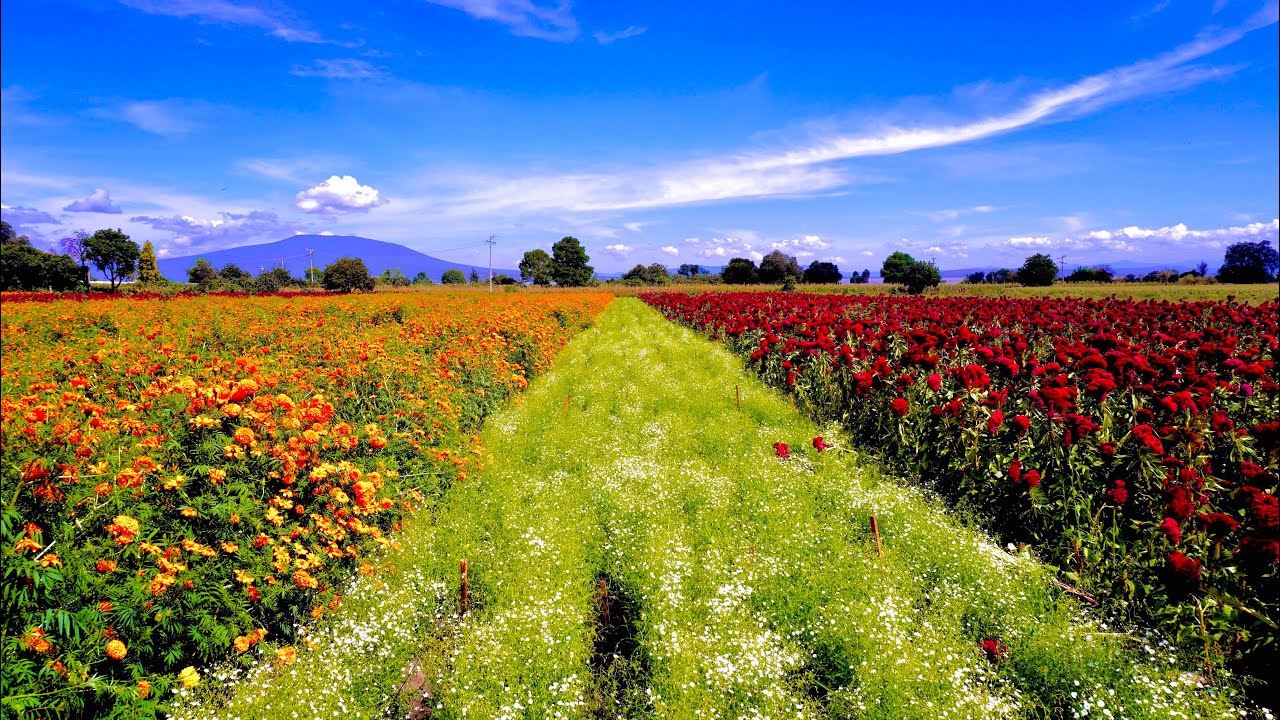 FLOR DE CEMPASÚCHIL, FLOR DE TERCIOPELO Y FLOR DE NUBE DIA DE LOS DIFUNTOS #parientesdelrancho
