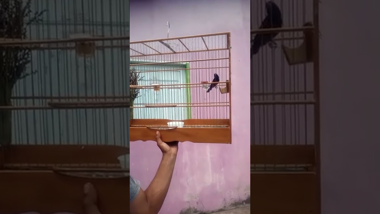curi&oacute; canto selvagem