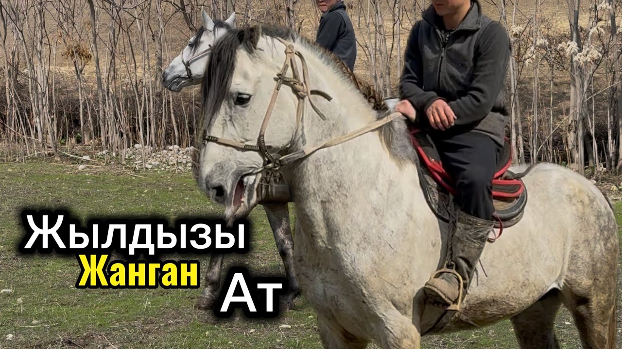 Соорундун Далайын Алган Кыргыз жылкы 2 марта 2026 г.