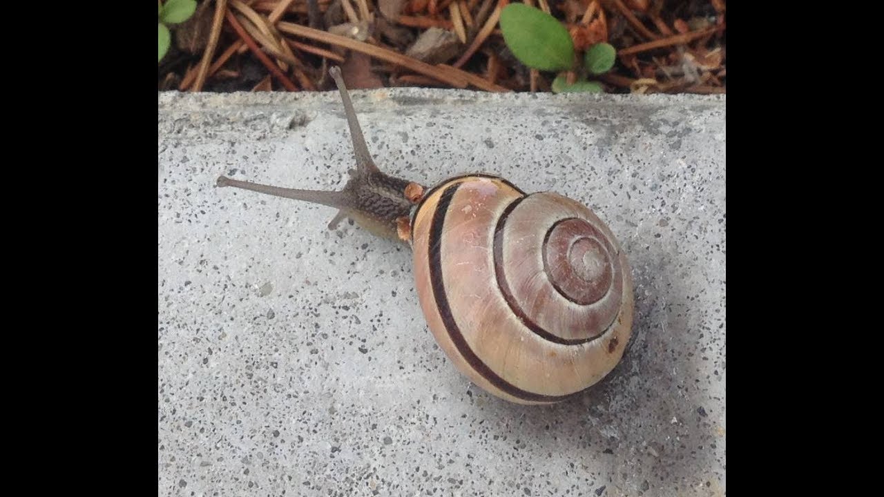 Turbo Snail
