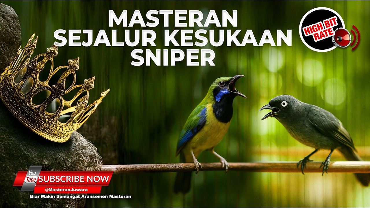🔴 Live Masteran Sejalur Tembakan SNIPER Kunti Greja Cucak Cungkok Gacor vs Srigunting Abu Abu Gacor