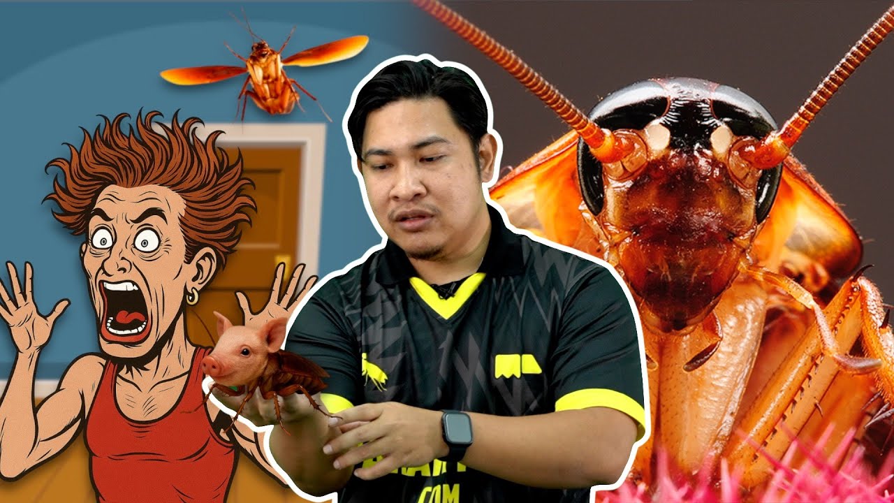 Ada Ke Lelaki Takut Lipas?