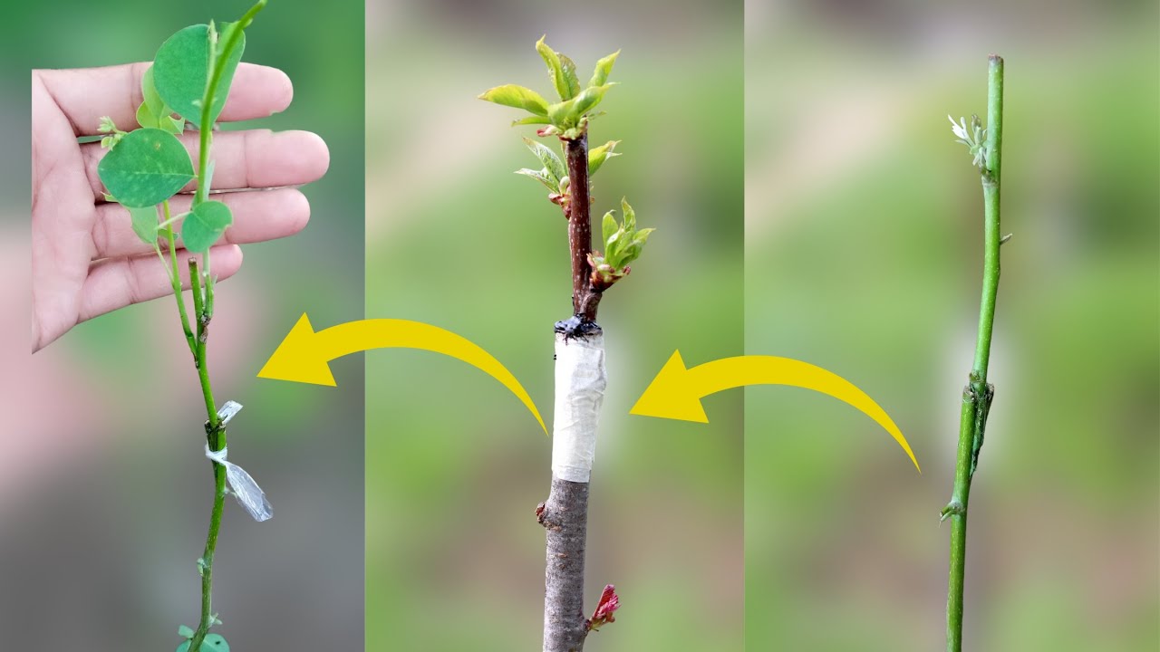 Now you will Be Able To Transplant The Plant Yourself | Easiest Grafting Technique