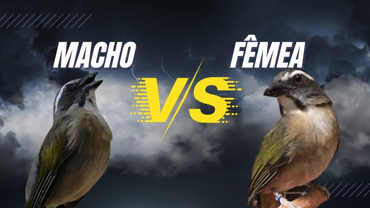QUAL A DIFERENÇA DO TRINCA-FERRO FÊMEA E MACHO?