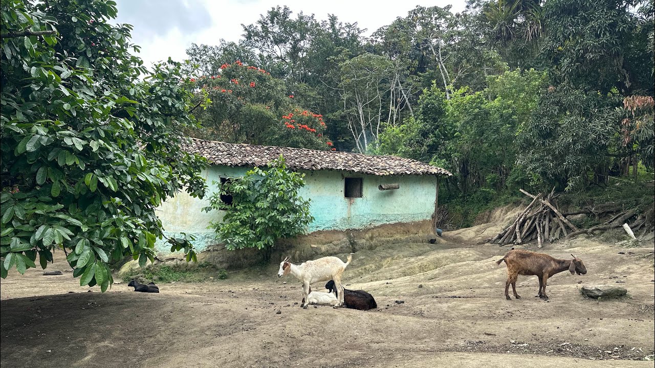 A VIDA QUE EU CONHE&Ccedil;O BEM - DONA ALZIRA - CANHOTINHO - PE